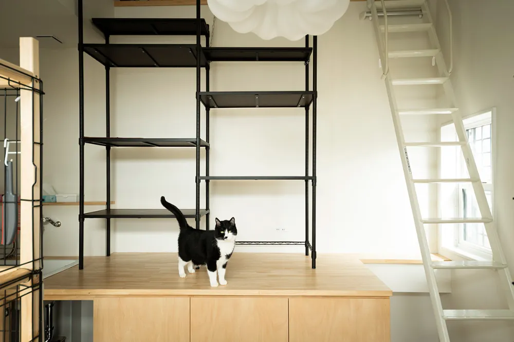 9匹の猫と暮らす家——猫も人も、それぞれの居場所がある住まい｜松山市K様邸